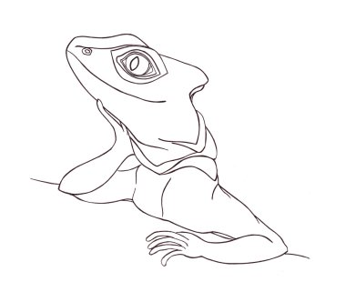 Profil kertenkele. Elle çizilmiş. Grafik stili