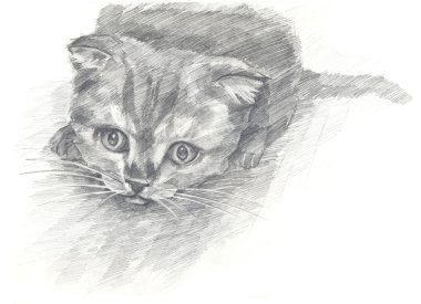 yavru kedi siyah ve beyaz. Boyalı eller. Grafik stili.