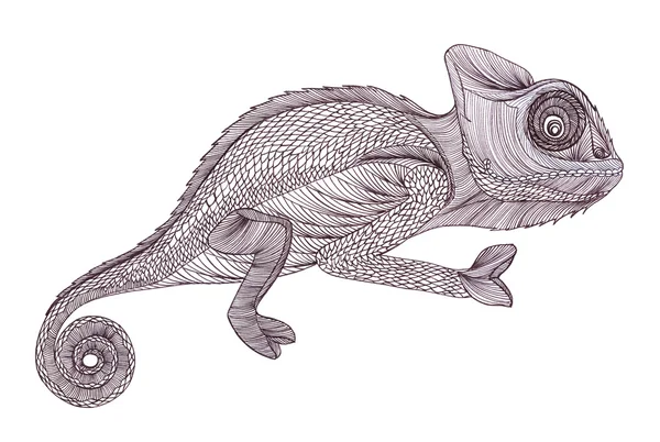 Profil lizard.chameleon. handgezeichneter grafischer Stil — Stockfoto