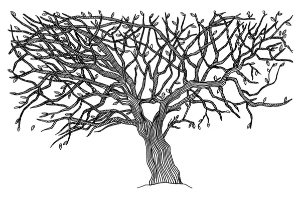 Black tree silhouette isolated on white background — Stock Photo, Image