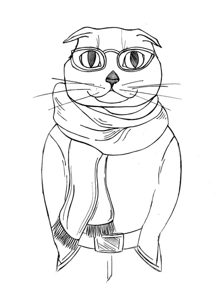 Cat glasses and a scarf.fashion anthropomorphic character of cat — Stock Photo, Image