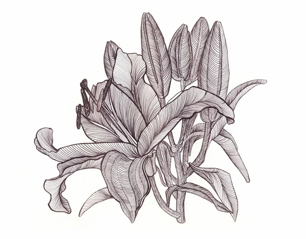 Lily blooms with petals , flower , drawn with black pen , bright — Stock Photo, Image
