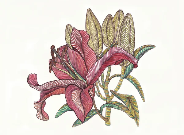 Lirio florece con pétalos, flor, dibujado por pene de colores brillantes —  Fotos de Stock