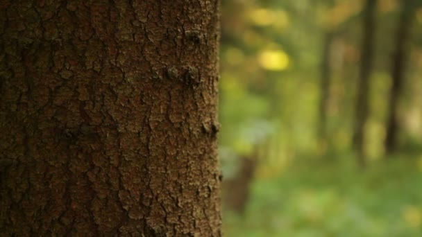 Hermoso bosque siempreverde de montaña en Europa — Vídeo de stock