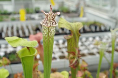 The yellow pitcherplant, Sarracenia flava and white pitcher plant, Sarracenia leucophylla, endemic, endangered flowers, greenhouse for saving the gene pool, carnivorous plant, science, Europe, EU clipart