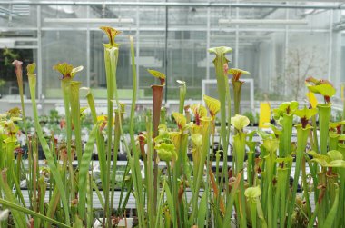 Sarracenia flava, ibrik otu ve Sarracenia leucophylla, etobur