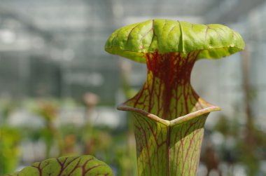 Sarracenia flava, the yellow pitcher plant, endangered flowers, greenhouse for saving the gene pool, carnivorous plant, science, Czech Republic, Europe, EU clipart