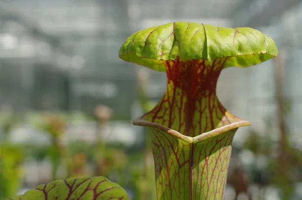 Sarracenia flava, żółty Dzban roślina, zagrożonych kwiaty, cieplarnianych do zapisywania puli genowej, roślin mięsożernych, nauka, Czechy, Europa, UE — Zdjęcie stockowe