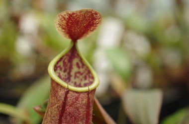 Nepenthes benstonei, etçil bitki, tropikal sürahi yarımada Malezya, keşfedilen önemli botanikçi Benjamin Clemens taş endemik, tehlike altındaki türler, tropikal sera Çek Cumhuriyeti 