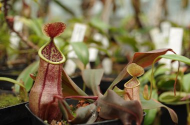Olomouc, Çek Cumhuriyeti, 2 Temmuz 2016: Nepenthes benstonei, etçil bitki, tropikal sürahi yarımada Malezya, keşfedilen önemli botanikçi Benjamin Clemens taş, Avrupa, AB endemik 