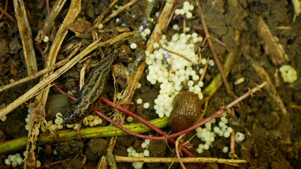 Huevos de babosa española gran leopardo gris Limax maximus nido incubadora eclosión plaga Arion vulgaris puesta de huevos caracol blanco parasita jardín, comer cultivos de plantas. La España invasora parasita —  Fotos de Stock