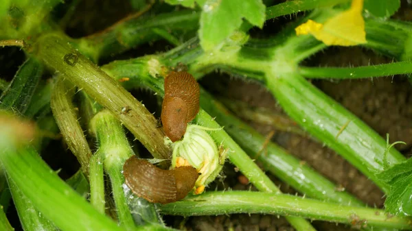Slug Arion vulgaris snail spanish parasitizes pattypan squash farm flower bloom patty pan Cucurbita pepo patissoniana summer squash moves garden field, eating ripe plant crops, moving invasive
