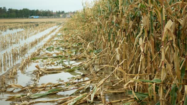 Flood corn mold blight maize yellow ears plants field damaged flooded water mud plantation damage catastrophe crops harvest mildew ear Zea mays green disaster calamity losses fall autumn, spill river — Stock Video