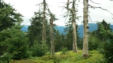 Ölü ağaçlar hava kirliliğine asit yağmurları, sülfür oksitler, azot ozonu neden olur. Etki emisyonu, Ladin Picea bakir ormanlara, İsa 'nın koruduğu manzaraya, ormanın doruğuna, So2 emisyon dağına dayanır.
