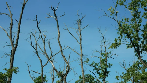 Drought dry branches tree dead lack of groundwater floodplain forest wood without leaves leaf with oaks Quercus robur common oak pedunculate European English wetland, plant vegetation rot decay — Stock Image Drought dry branches tree dead lack of groundwater floodplain forest wood without leaves leaf with oaks Quercus robur common oak pedunculate European English wetland, plant vegetation rot decay Stock Picture