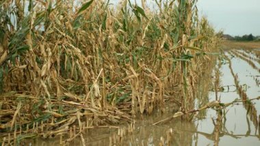 Taşkın mısır küfü mısır küfü sarı kulak bitkileri tarlalar sel baskını çamur tarlaları tahıl hasarı felaket hasat hasat hasat küf başak Zea yeşil afet kayıpları sonbaharda düşer, nehir taşar