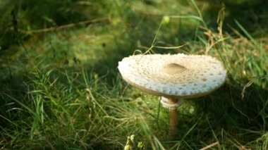 Şempanze mantarı Shaggy yakın plan orman çayırı makrolepiota lepiota procera vahşi sonbahar yaprakları yaprakları, bazidiyomycete mantarı, Çek mantar toplayıcı, spor baskısı