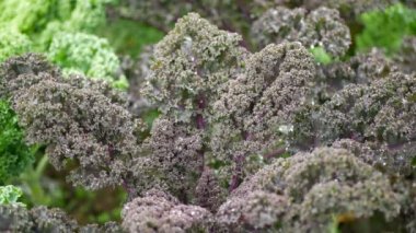 Leaf curly cabbage kale winter plant leaves field bio organic plantation harvest vegetables Brassica oleracea sabellica cultivars green, purple red bush Italian resistant frost salad garden