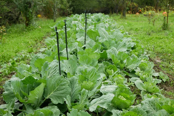 Cabbage field leaf green cole crops white, farm farming garden leaves bio organic Brassica oleracea capitata large fresh plantation vegetables plant grown production ripe, irrigation agriculture — Foto de Stock