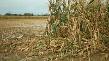 Taşkın mısır küfü mısır küfü sarı kulak bitkileri tarlalar sel baskını çamur tarlaları tahıl hasarı felaket hasat hasat hasat küf başak Zea yeşil afet kayıpları sonbaharda düşer, nehir taşar