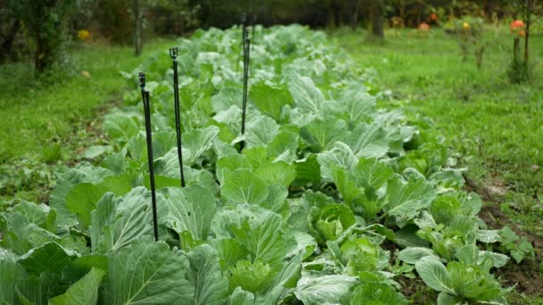 Cabbage field leaf green cole crops white, farm farming garden leaves bio organic Brassica oleracea capitata large fresh plantation vegetables plant grown production ripe, irrigation agriculture — Stockvideo