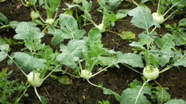 Kohlrabi field cabbage turnip white farm farming garden bio organic Brassica oleracea var. gongylodes gourd fresh cucumiform fruits vegetables, after rain mud wetting, village growing soil land