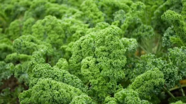 Foglia di cavolo cavolo riccio invernale campo di piante foglie bio organico piantagione raccolta verdura Brassica oleracea sabellica cultivar verde, cespuglio agricoltura resistente gelo insalata ornamentali fattoria giardino — Video Stock