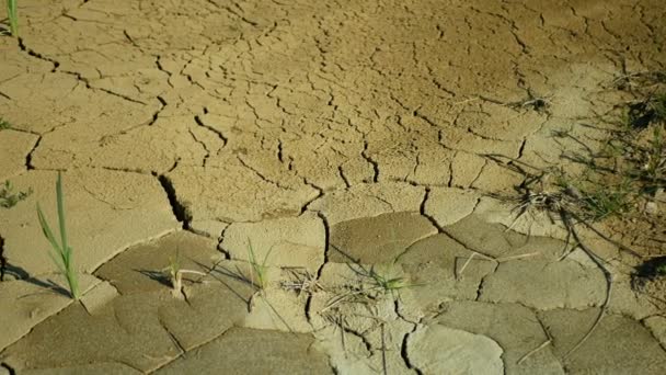 Тріщинна кора, посуха ґрунту річка тече водно-болотним угіддям, болотовий струмок, що висушує землю, зміна клімату, надзвичайна теплова хвиля, спричинила кризу, екологічну катастрофу, земні тріщини, смертельні рослини — стокове відео
