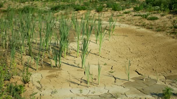 裂缝干旱池塘湿地，沼泽地非常干枯土壤地壳地球气候变化，环境灾害和地球裂缝严重，动植物死亡，土壤干枯 — 图库视频影像