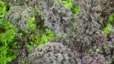 Yaprak kıvırcık lahana lahana kış tarlası biyolojik organik tarım sebzeleri Brassica oleracea sabellica tarlaları yeşil, mor kırmızı çalı dirençli don salatası tarım çiftliği bahçesi
