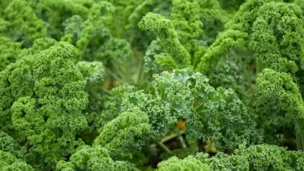 Blad krullende kool boerenkool winterplant veld bladeren bio biologische aanplant oogst groenten Brassica oleracea sabellica cultivars groen, bush landbouw resistente vorst salade ornamenten boerderij tuin — Stockvideo