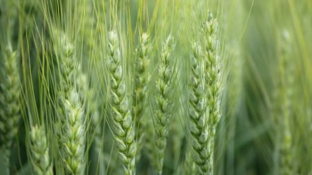 Fields wheat Triticale hybrid Triticum rye Secale first bred mature bio organic ear class, pawheat, grown extensively grain green unripe harvest, shot detail, grown mostly for forage fodder — Vídeos de Stock