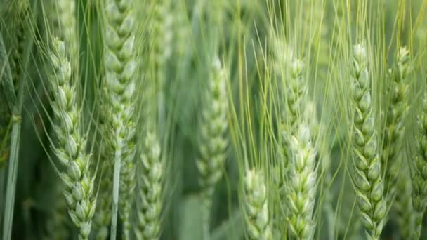 Triticale fields wheat hybrid Triticum rye Secale first bred mature bio organic ear class, pawheat, grown extensively grain green unripe harvest, shot detail, grown mostly for forage fodder — Stock video