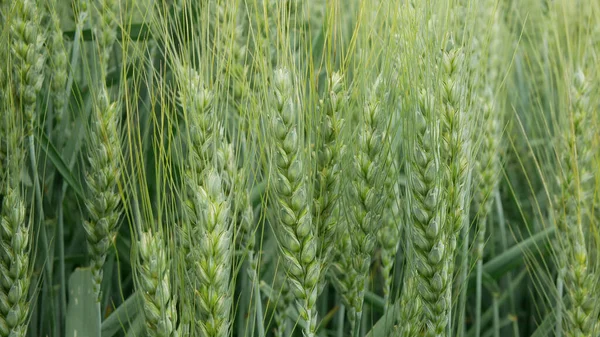 Triticale campos trigo híbrido Triticum centeio Secale primeira raça madura bio orgânica orelha classe, trigo, cultivado extensivamente grão verde colheita não madura, detalhe tiro, cultivado principalmente para forragem forrageira — Fotografia de Stock