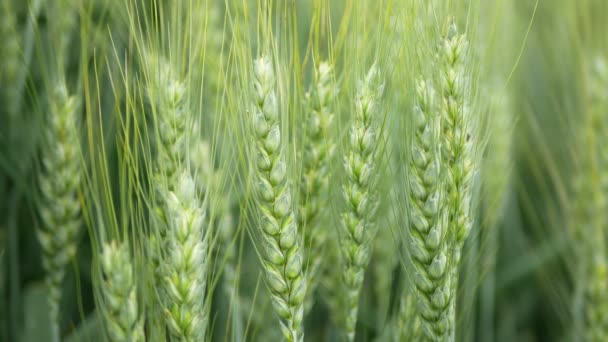 Triticale fields wheat hybrid Triticum rye Secale first bred mature bio organic ear class, pawheat, grown extensively grain green unripe harvest, shot detail, grown mostly for forage fodder — Stockvideo