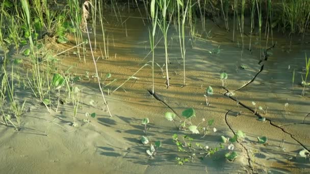 Grietas corteza fluvial sequía flujo de suelo humedal agua, pantano arroyo arroyo secado tierra cambio climático, superficie extrema ola de calor causado crisis, desastre ambiental grietas arena, plantas de muerte — Vídeo de stock