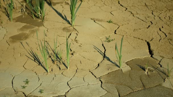 Risse Dürre Teich See Feuchtgebiet, Sumpf sehr Austrocknung der Bodenkruste Erde Klimawandel, Umweltkatastrophe und Erde rissig sehr, Tod für Pflanzen und Tiere, Bodendegradation trocken — Stockvideo