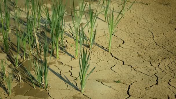 Lagoa seca rachado lago pântano, pântano muito secando a crosta do solo terra mudanças climáticas, desastre ambiental e rachaduras de terra muito, morte para plantas e animais, solo seco degradação — Vídeo de Stock