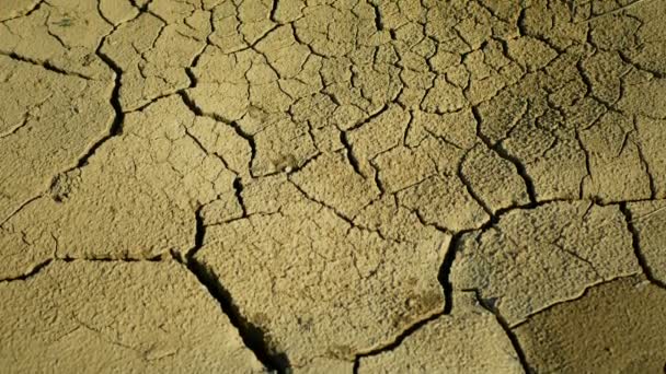 Très sécheresse zones humides, marécages et étangs asséchant le sol croûte fissurée terre changement climatique, catastrophe environnementale et fissures de la terre très, mort pour les plantes et les animaux, dégradation sèche du sol — Video