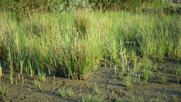 Drought wetland, swamp clay rushes Juncus drying up cracked soil crust earth climate change, environmental disaster and earth cracks, death for plants tree wood, soil dry degradation pond lake — Vídeo de stock