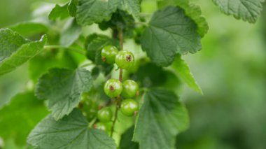 Kızılkuşüzümü üzümü üzümü üzümü üzümü, frenk üzümü, olgunlaşmamış bitki, taze meyve, taze meyve, detaylar yakın plan Ribes rubrum çalıları verimlilik, yetiştirilmiş küçük üzümler, olgunlaşmamış yeşil mahsul, bektaşı üzümü yaprağı Avrupa 'dan ayrılıyor.