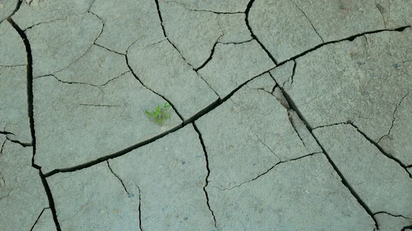 Sequía agrietada estanque lago humedal, pantano muy secando la corteza del suelo tierra cambio climático, desastre ambiental y grietas de tierra muy, la muerte de las plantas y los animales, la degradación del suelo seco — Foto de Stock