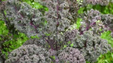 Yaprak kıvırcık lahana lahana kış tarlası biyolojik organik tarım sebzeleri Brassica oleracea sabellica tarlaları yeşil, mor kırmızı çalı dirençli don salatası tarım çiftliği bahçesi