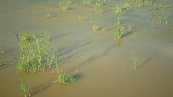 Trockenes Feuchtgebiet, Sumpfteich trocknet den Boden aus, Oberflächenspiegel sinkt langsam, rissige Erdkruste Klimawandel sehr, Umweltkatastrophe und Erdrisse sehr, Tod für Pflanzen, Europa — Stockvideo