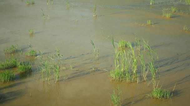 干旱湿地，潮湿的池塘使土壤干枯，表层逐渐干枯，地壳开裂，地球气候变化，环境灾害和地球裂缝严重，植物死亡，欧洲 — 图库视频影像