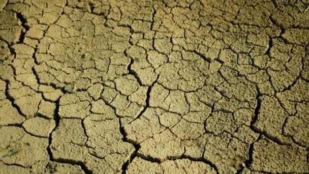 Très sécheresse zones humides, marécages et étangs asséchant le sol croûte fissurée terre changement climatique, catastrophe environnementale et fissures de la terre très, mort pour les plantes et les animaux, dégradation sèche du sol — Video