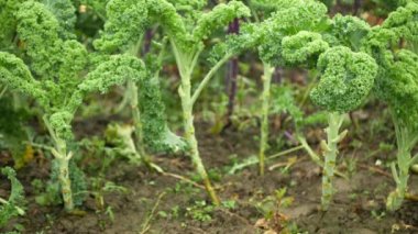 Yaprak kıvırcık lahana lahana kış bitkisi biyolojik organik tarlalar sebzeler Brassica oleracea sabellica tarlaları yeşil, çalı yetiştirme dirençli don salatası süslemeleri çiftlik bahçeleri
