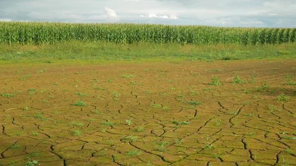 Campo de seca terra milho milho Zea mays, secagem do solo, secagem do solo rachado, mudança climática, desastre ambiental terra rachaduras problema agrícola seco, agricultura vegetais folhas folha — Fotografia de Stock