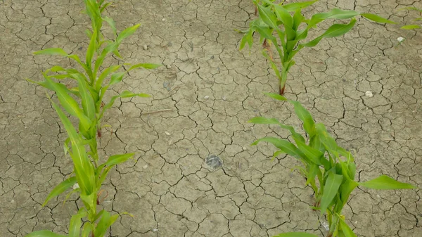 Maize corn drought field land leaves Zea mays, drying up soil, drying up the soil cracked, climate change, environmental disaster earth cracks agricultural problem dry, agriculture vegetables leaf