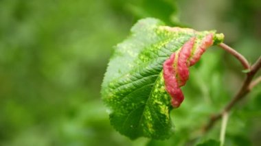Gül yaprak biti kızılımsı gri yaprak sarmaşığı Dysaphis plantaginea asalak hasta böcek mahsul Malus hastalığına neden olur. Azalan meyve yaprakları kalite bozulması, ağaçlar yakın plan detayları.